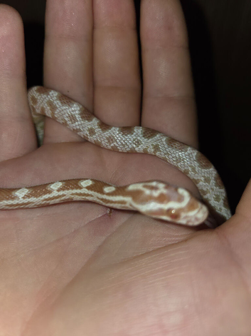 Hatchling corn snake