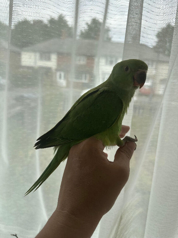 beautiful baby Green Indian Ringnecks Handreared