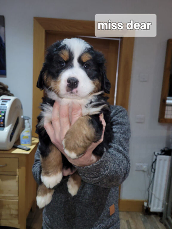 Female bernese mountain dog pup