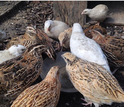Quails for sale