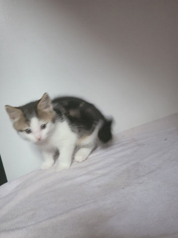 7 week old kittens