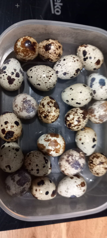 12 Fertile Coturnix Quail Eggs