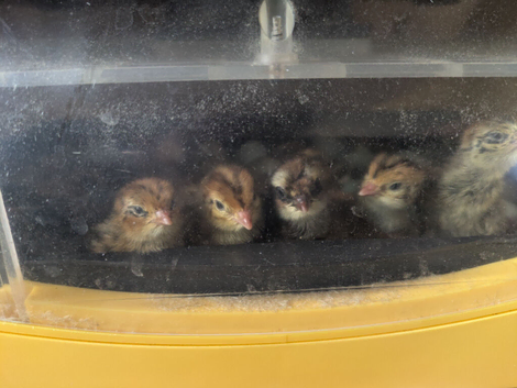 Coturnix quail
