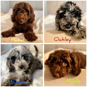 Premium Quality Teddy Toy Cavapoos F1B DNA Health Tested