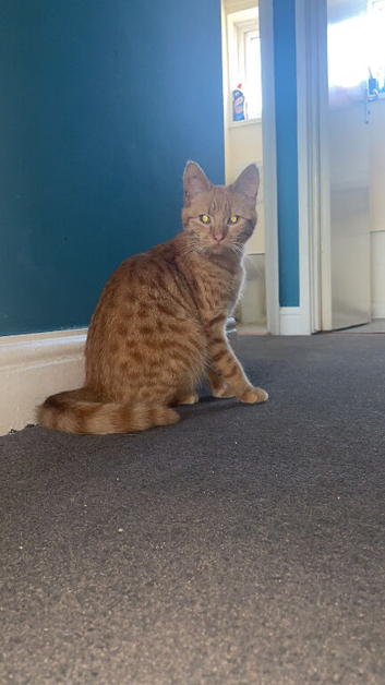 Missing cat