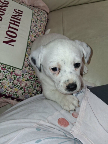 Chihuahua x mam dad borderline terrier
