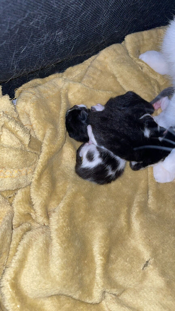4 kittens