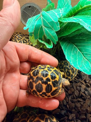 Indian star tortoise cb25