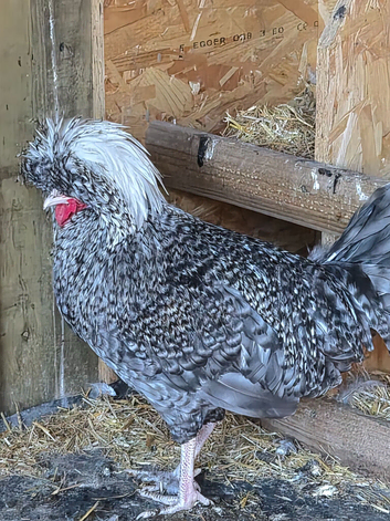 Polish cockerals