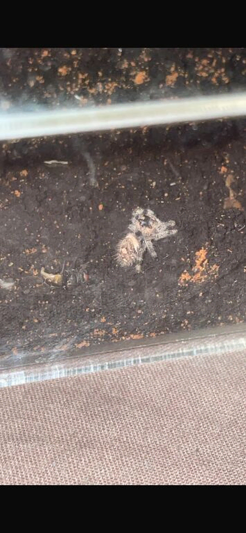 Jumping spider with full setup