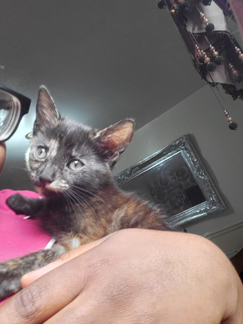 1 Little Heart Looking for a Forever Homes ️