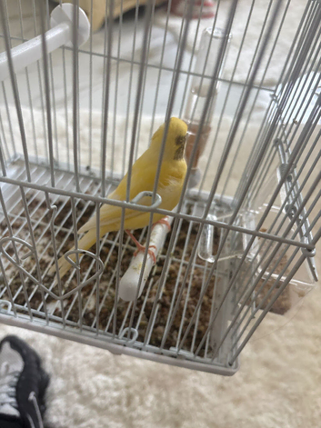 a 1 year old singing canary