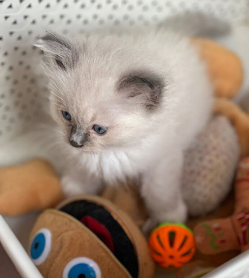 Fun balls of fluff !