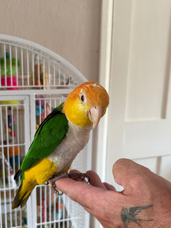 Yellow thighed caique female