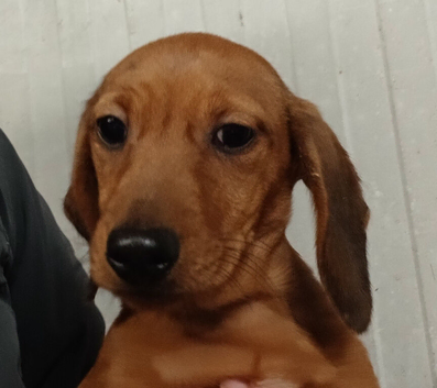 Miniature dachshund pup