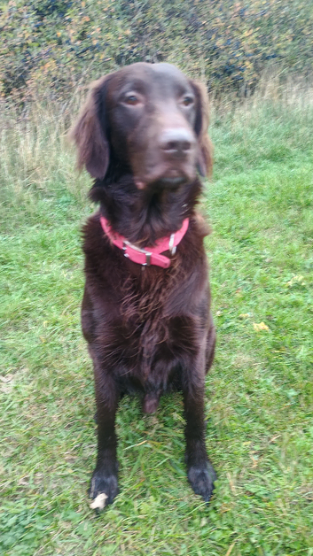 Stud Flat coated retriever liver for stud not KC registered not heath tested no health issues stud fee &pound;500