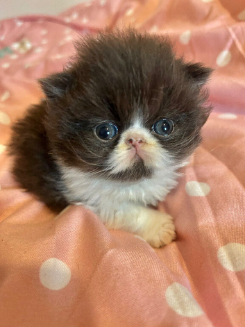 GCCF Active Grand Champion Lines Persian Kittens