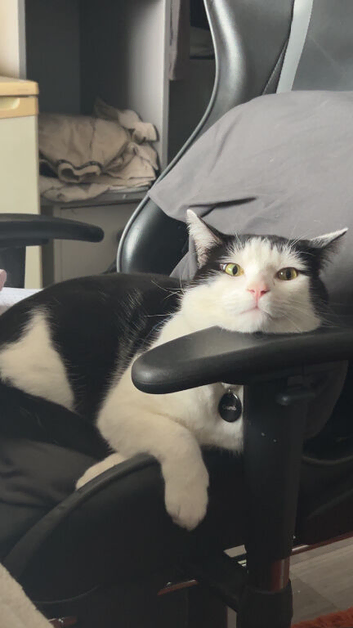 Black and white male cat