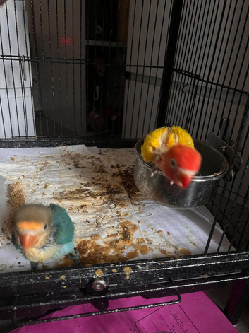 Baby lovebirds hand reared