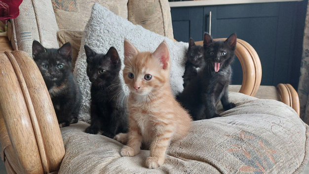 Kittens