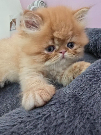 GCCF Registered Exotic kittens