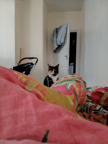 11 months female looking to rehome