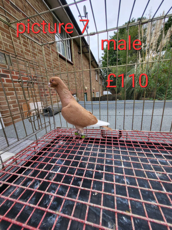 Pigeons For Sale