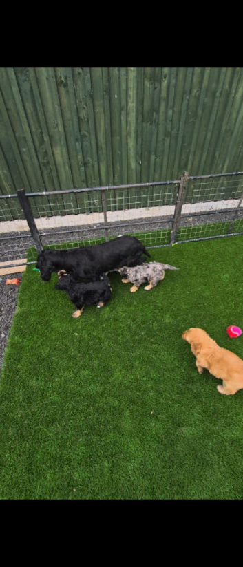 F1 cockapoo puppies