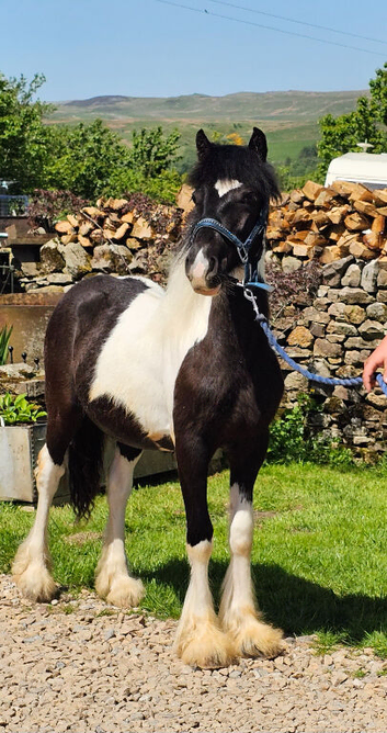 Beautiful native pieblald colt