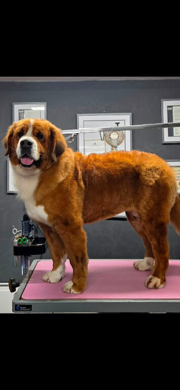Saint Bernese mix Shepherd