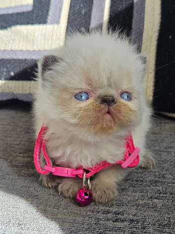 Stunning Pedigree Persian Kittens