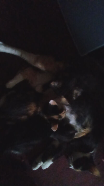 Kittens