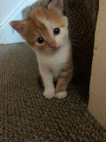 3 gorgeous kittens