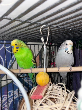 4 budgies for sale