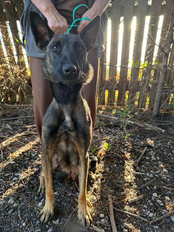Belgian Milanos pups
