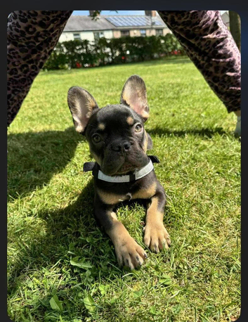 Male French bulldog for stud