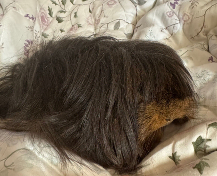 Peruvian sows