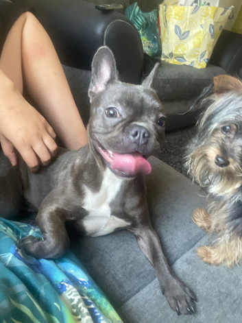 French bull dog