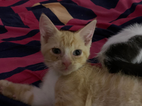 Three mixed breed kittens