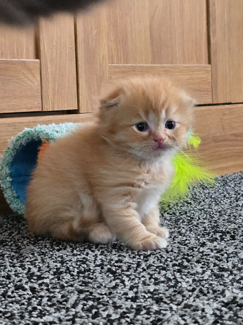 Scottish fold kittens