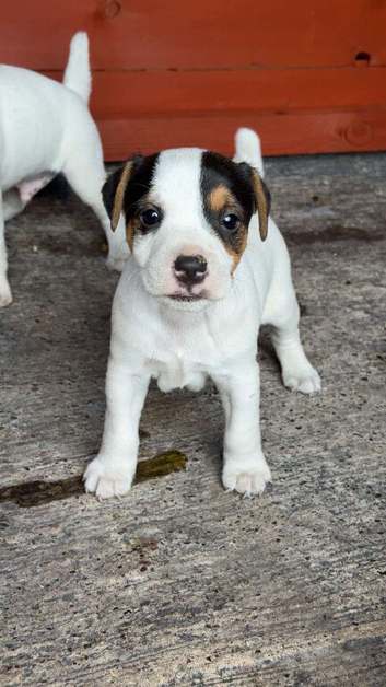 Miniature working jack russel