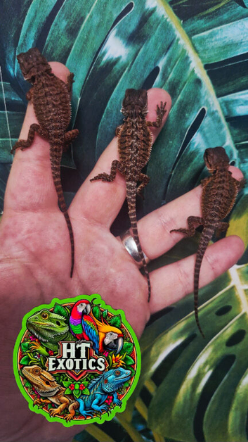 Holdback release @ HTExotics!!