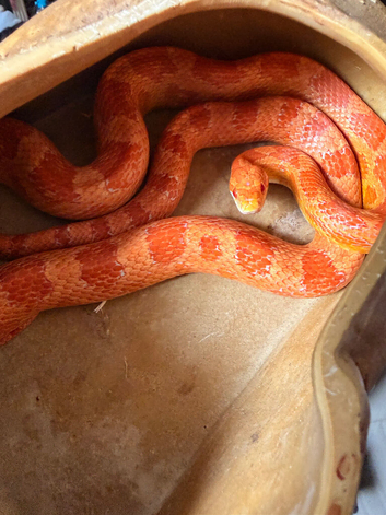 Albino corn
