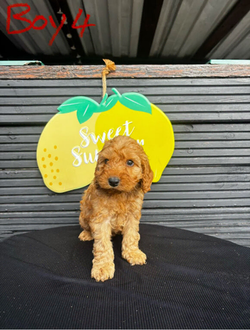 STUNNING F1 RED COCKAPOO ready now!