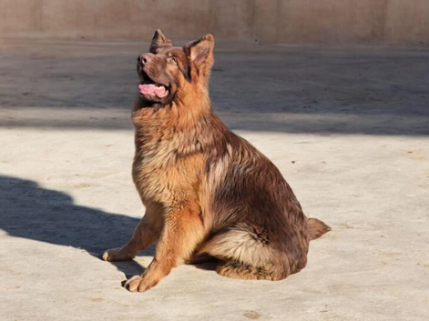 Liver&tan German Shepherd boy