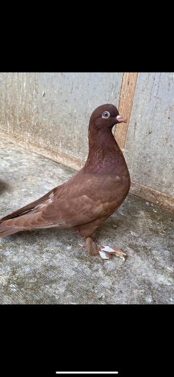 Beautiful tumbler birds