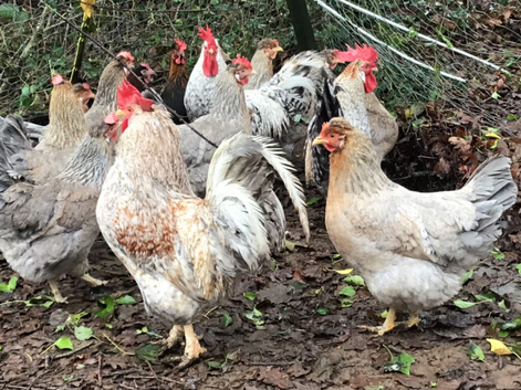 Creamlegbar growers.  Hatching eggs .