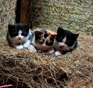 Kittens