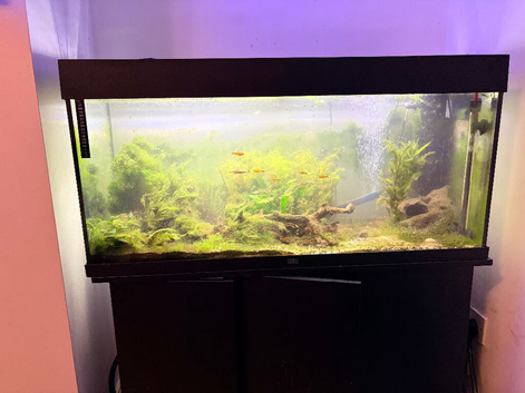 Full fish tank set up