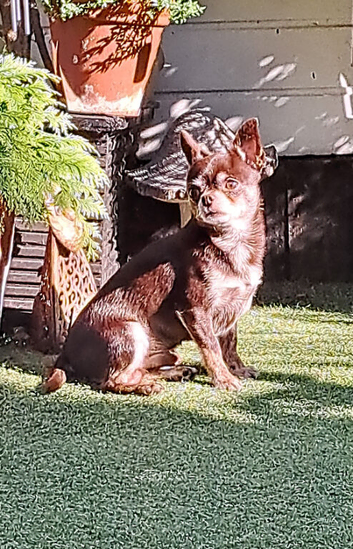 Romeo Smooth Coat Chihuahua